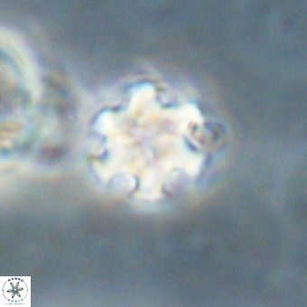 Discoaster stellimicros VR 19236