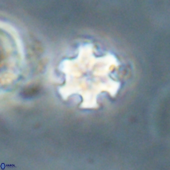 Discoaster stellimicros VR 19237