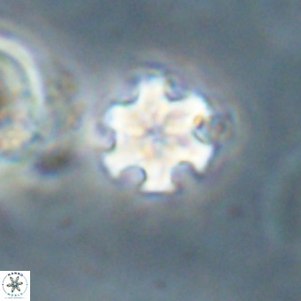 Discoaster stellimicros VR 19237