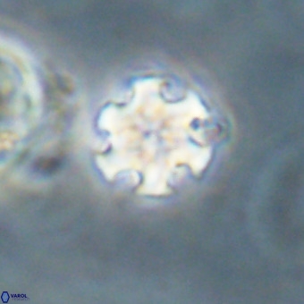 Discoaster stellimicros VR 19238