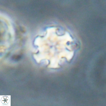 Discoaster stellimicros VR 19238