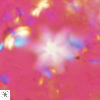 Discoaster stellulus VR 10131