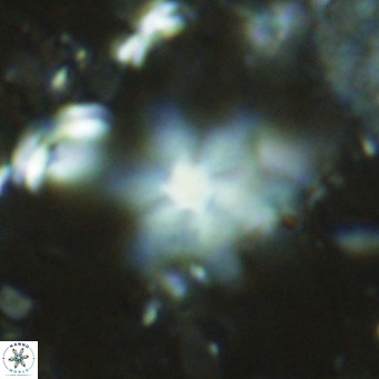Discoaster stellulus VR 10132
