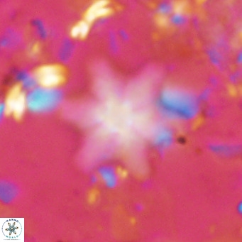 Discoaster stellulus VR 10136