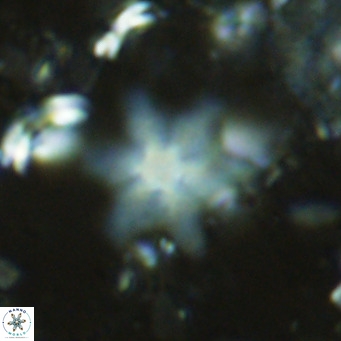 Discoaster stellulus VR 10137