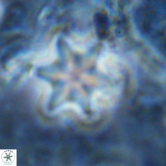 Discoaster stellulus VR 10138