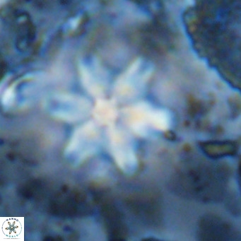 Discoaster stellulus VR 10139