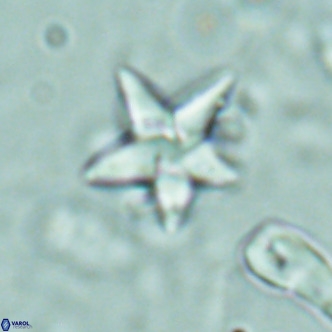 Discoaster sublodoensis VR 02387