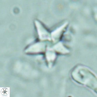 Discoaster sublodoensis VR 02387