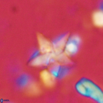 Discoaster sublodoensis VR 02390