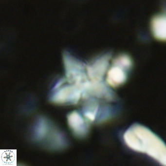 Discoaster sublodoensis VR 02391