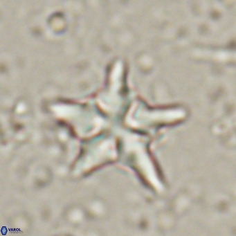 Discoaster sublodoensis VR 025580