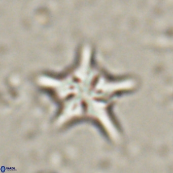 Discoaster sublodoensis VR 025581