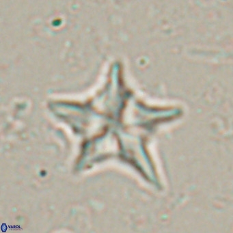 Discoaster sublodoensis VR 025582