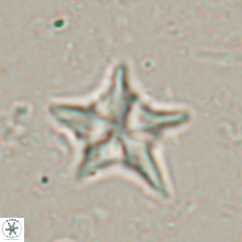 Discoaster sublodoensis VR 025582