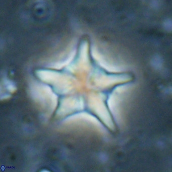 Discoaster sublodoensis VR 025585