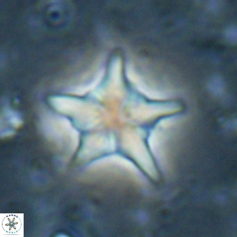 Discoaster sublodoensis VR 025585