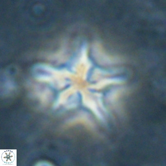 Discoaster sublodoensis VR 025586