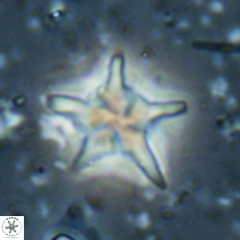 Discoaster sublodoensis VR 025587
