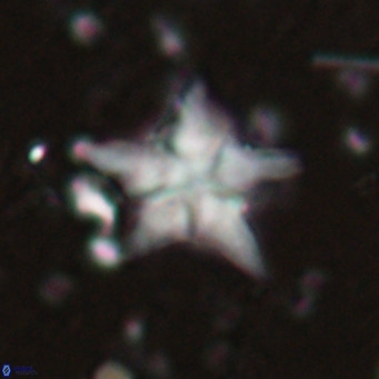 Discoaster sublodoensis VR 025588