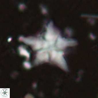 Discoaster sublodoensis VR 025588