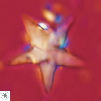 Discoaster sublodoensis VR 02586