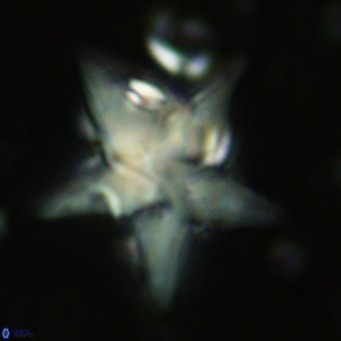 Discoaster sublodoensis VR 02587