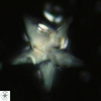 Discoaster sublodoensis VR 02587