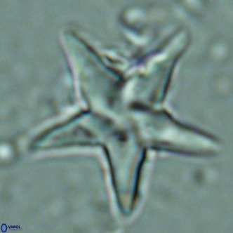 Discoaster sublodoensis VR 02588