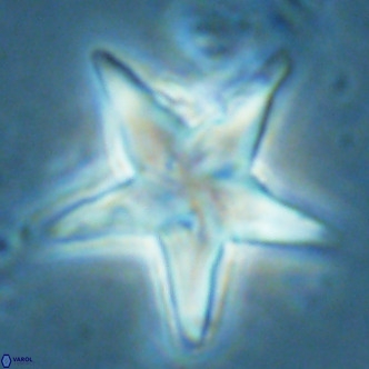 Discoaster sublodoensis VR 02590