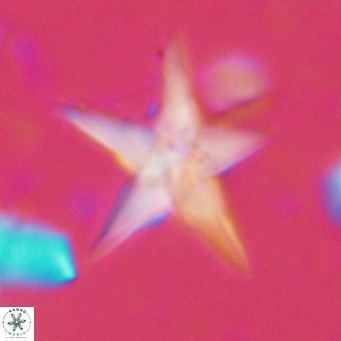 Discoaster sublodoensis VR 02652