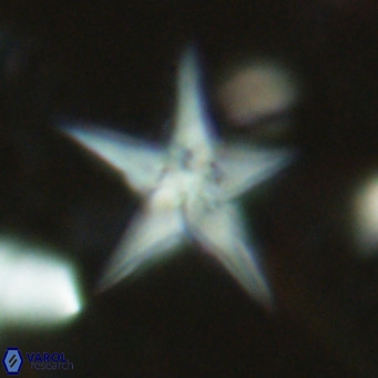 Discoaster sublodoensis VR 02654