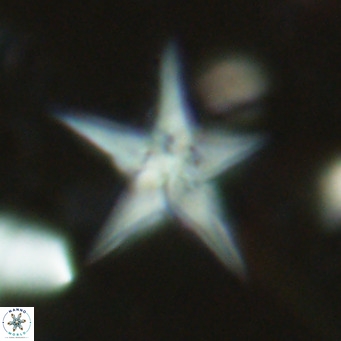 Discoaster sublodoensis VR 02654