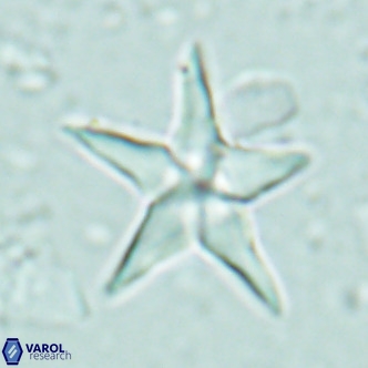 Discoaster sublodoensis VR 02657