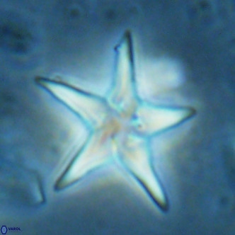 Discoaster sublodoensis VR 02659