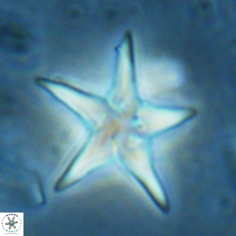 Discoaster sublodoensis VR 02659