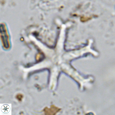 Discoaster surculu VR 10061