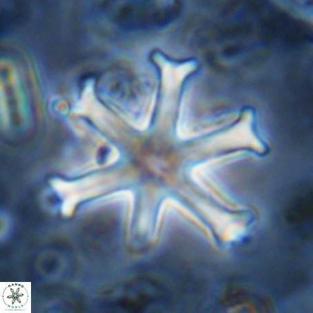 Discoaster surculu VR 10067