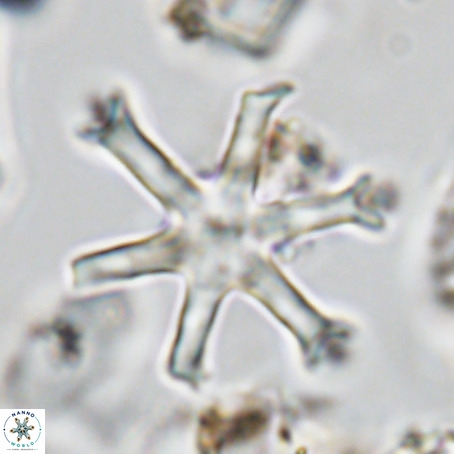 Discoaster surculus VR 06284