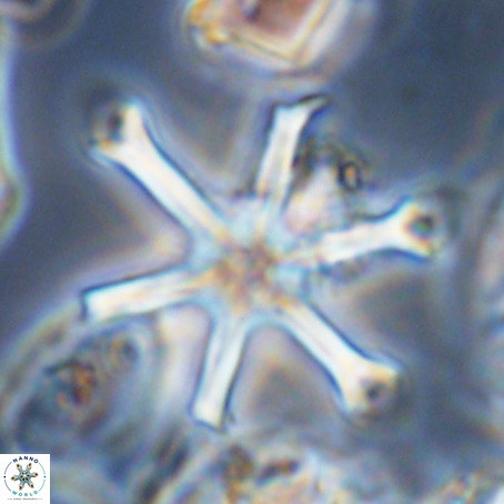 Discoaster surculus VR 06285