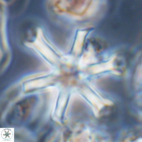 Discoaster surculus VR 06286