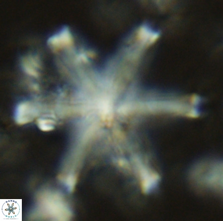 Discoaster surculus VR 06295