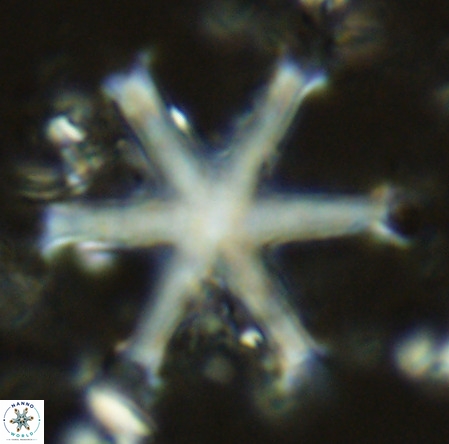 Discoaster surculus VR 06298
