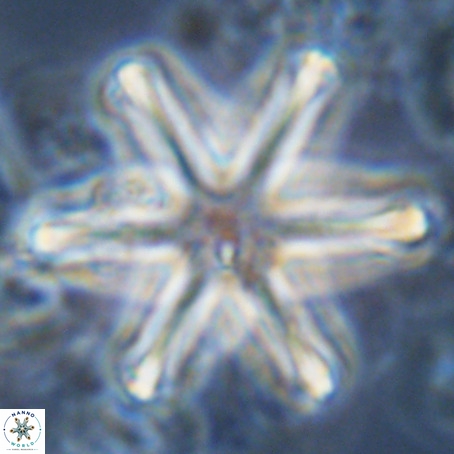 Discoaster surculus VR 06293