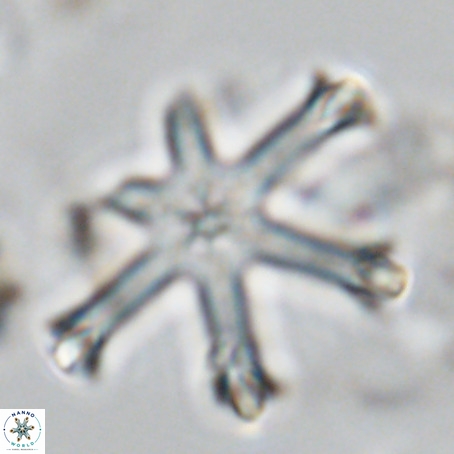 Discoaster surculus VR 06335