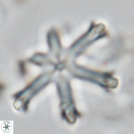 Discoaster surculus VR 06336