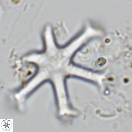Discoaster surculus VR 06337