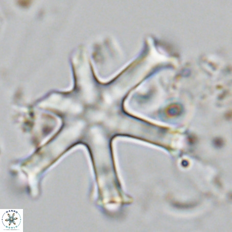 Discoaster surculus VR 06338