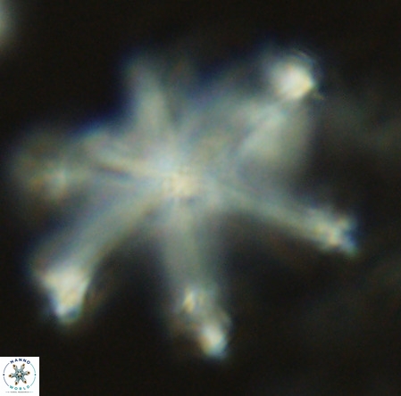 Discoaster surculus VR 06344