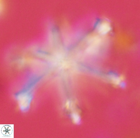 Discoaster surculus VR 06345